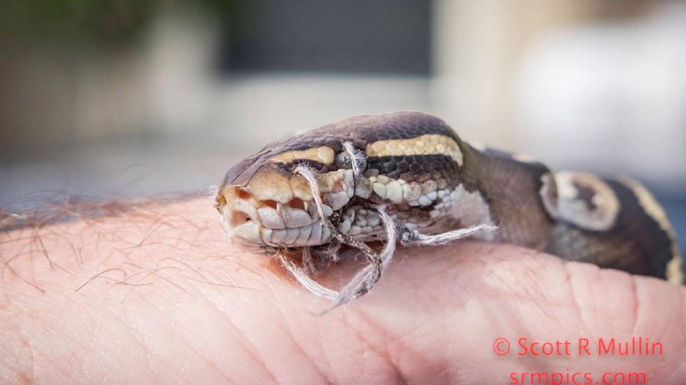Ball python found in SW Dade County with mouth sewn shut | WPEC