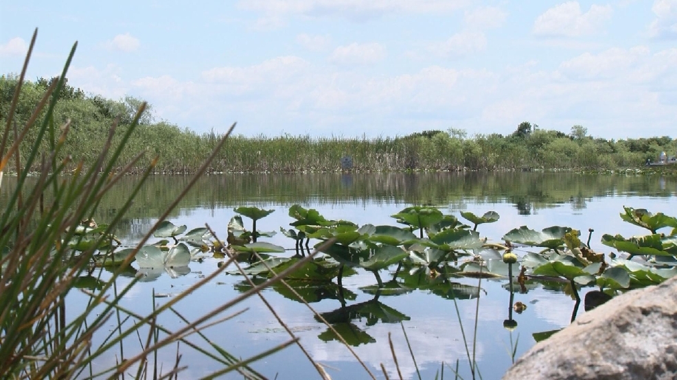 Fish Die off Causes Toxic Algae Bloom In Lake Okeechobee WPEC