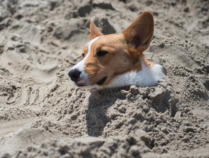 corgi beach