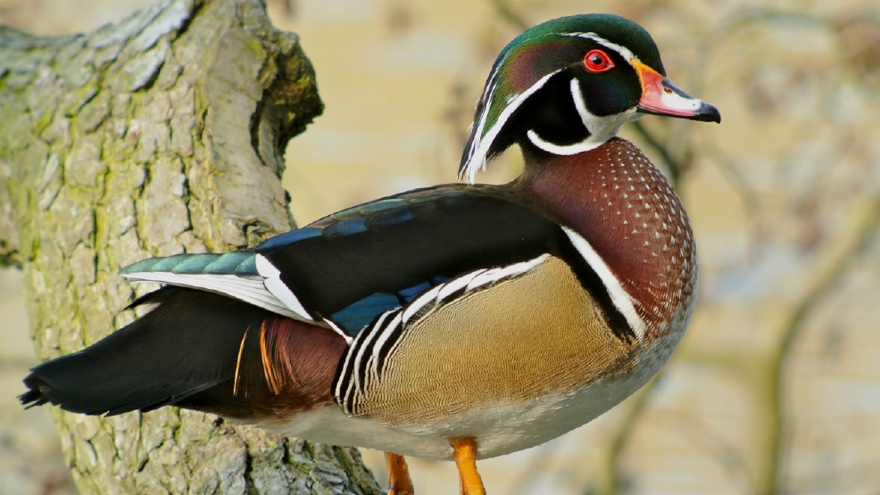 VIDEO: New Kinston baseball team to... | WCTI VIDEO: New Kinston baseball team to... | WCTI